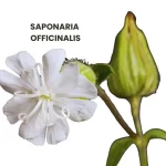 SAPONARIA OFFICINALIS