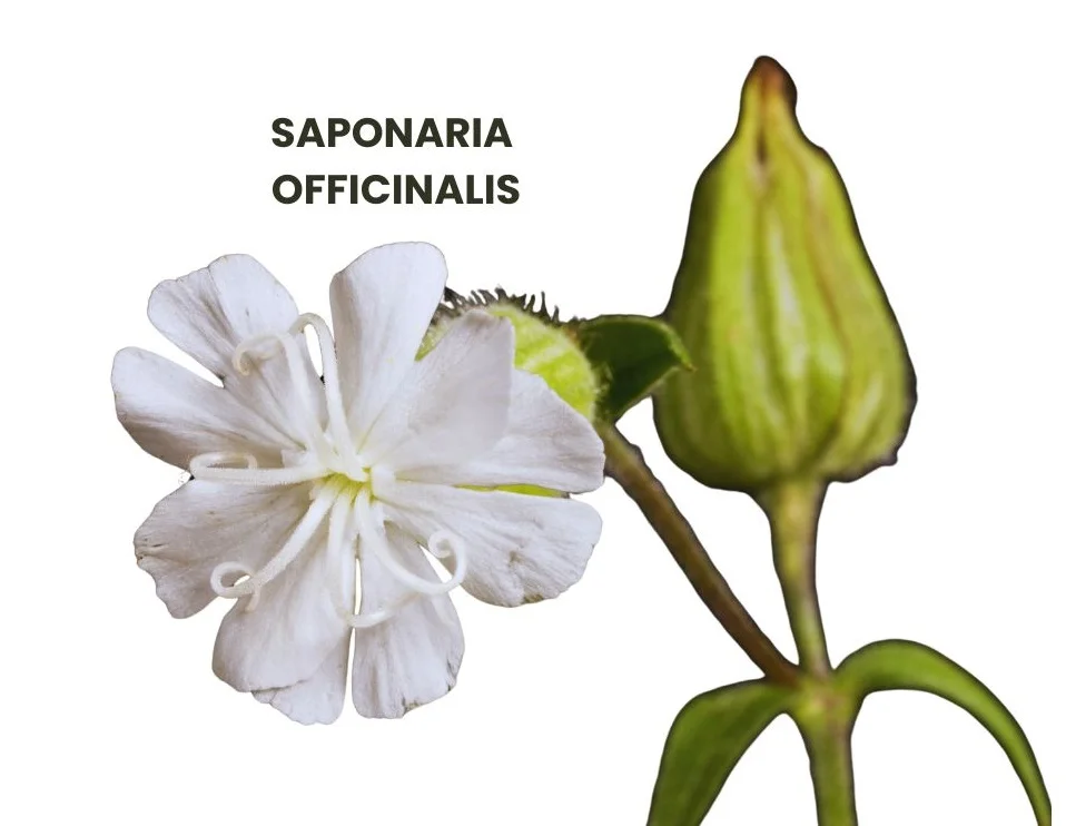 SAPONARIA OFFICINALIS - Medicosage