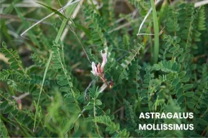 ASTRAGALUS MOLLISSIMUS