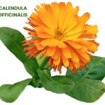 CALENDULA OFFICINALIS