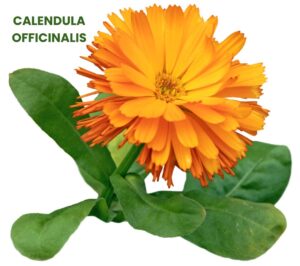 CALENDULA OFFICINALIS