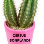 CEREUS BONPLANDI