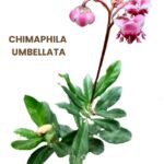 CHIMAPHILA UMBELLATA