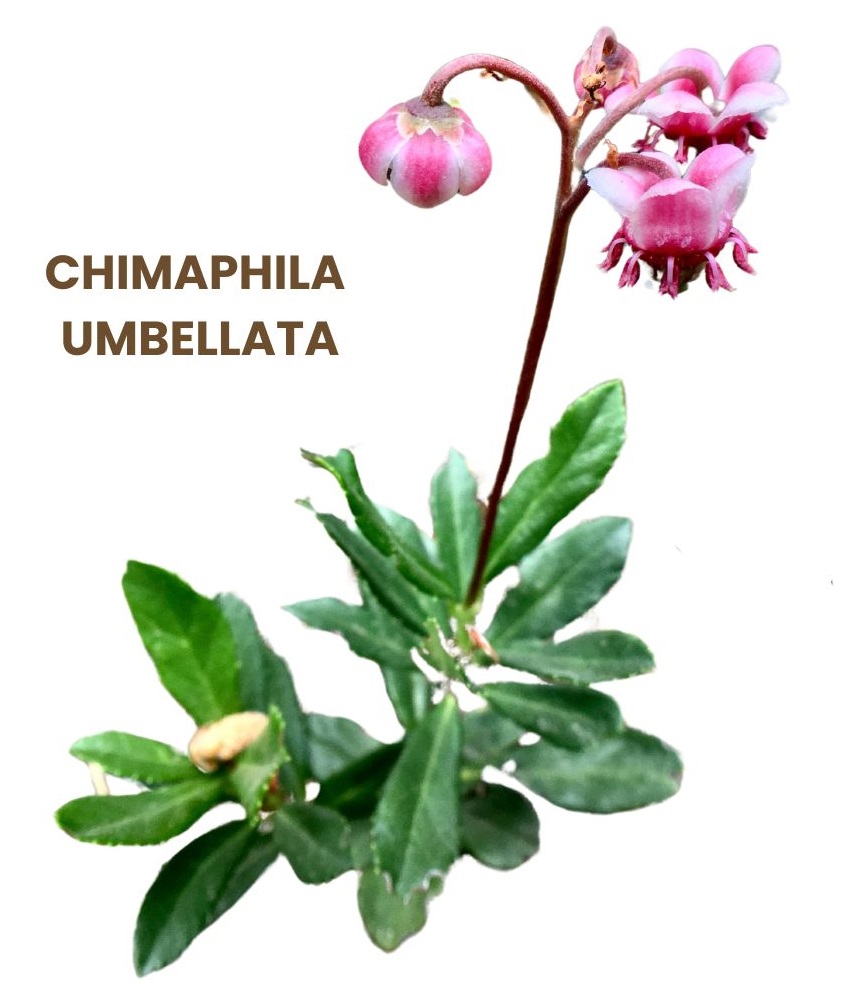 CHIMAPHILA UMBELLATA