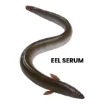 EEL SERUM