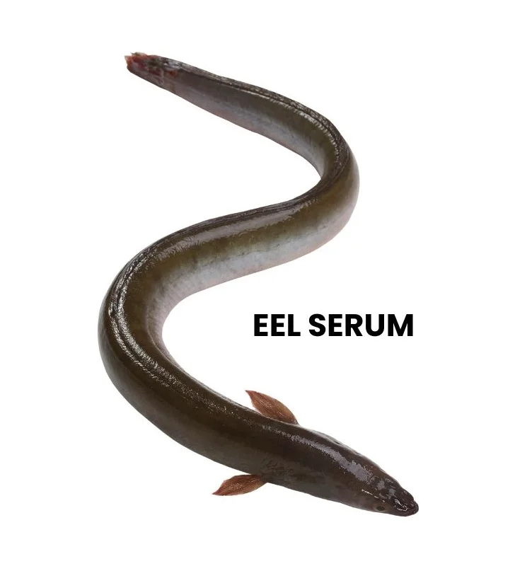 EEL SERUM