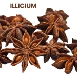 ILLICIUM