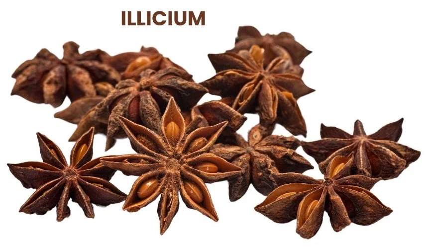 ILLICIUM