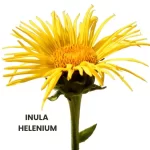 INULA HELENIUM