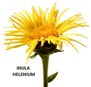 INULA HELENIUM