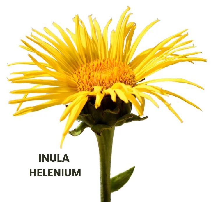 INULA HELENIUM