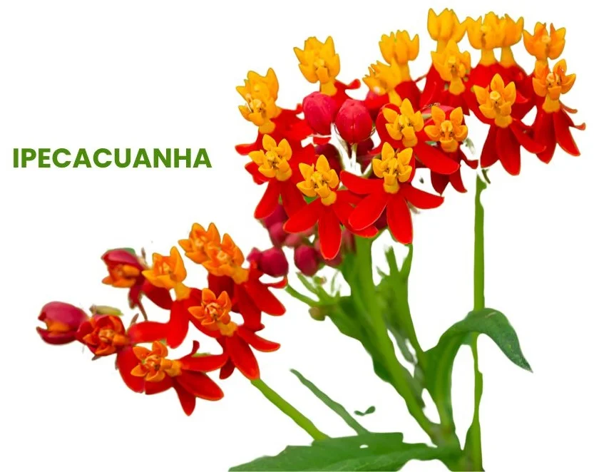 IPECACUANHA