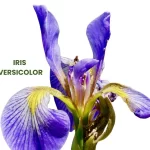 IRIS VERSICOLOR