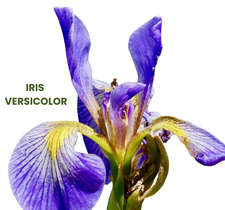 IRIS VERSICOLOR