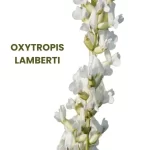 OXYTROPIS LAMBERTI