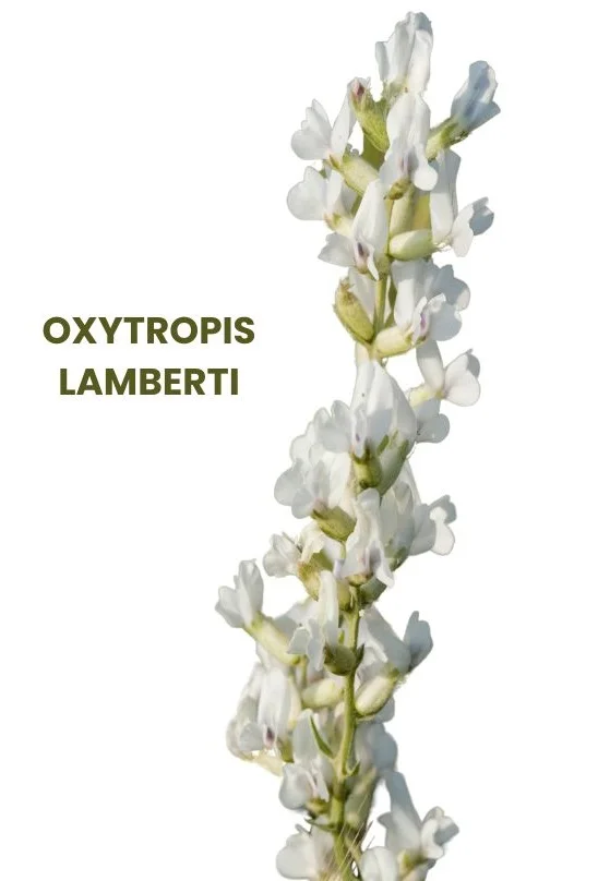 OXYTROPIS LAMBERTI