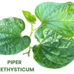 PIPER METHYSTICUM