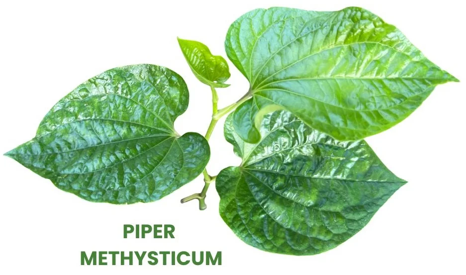 PIPER METHYSTICUM