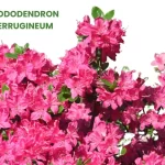 RHODODENDRON FERRUGINEUM