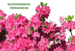 RHODODENDRON FERRUGINEUM