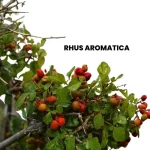 RHUS AROMATICA