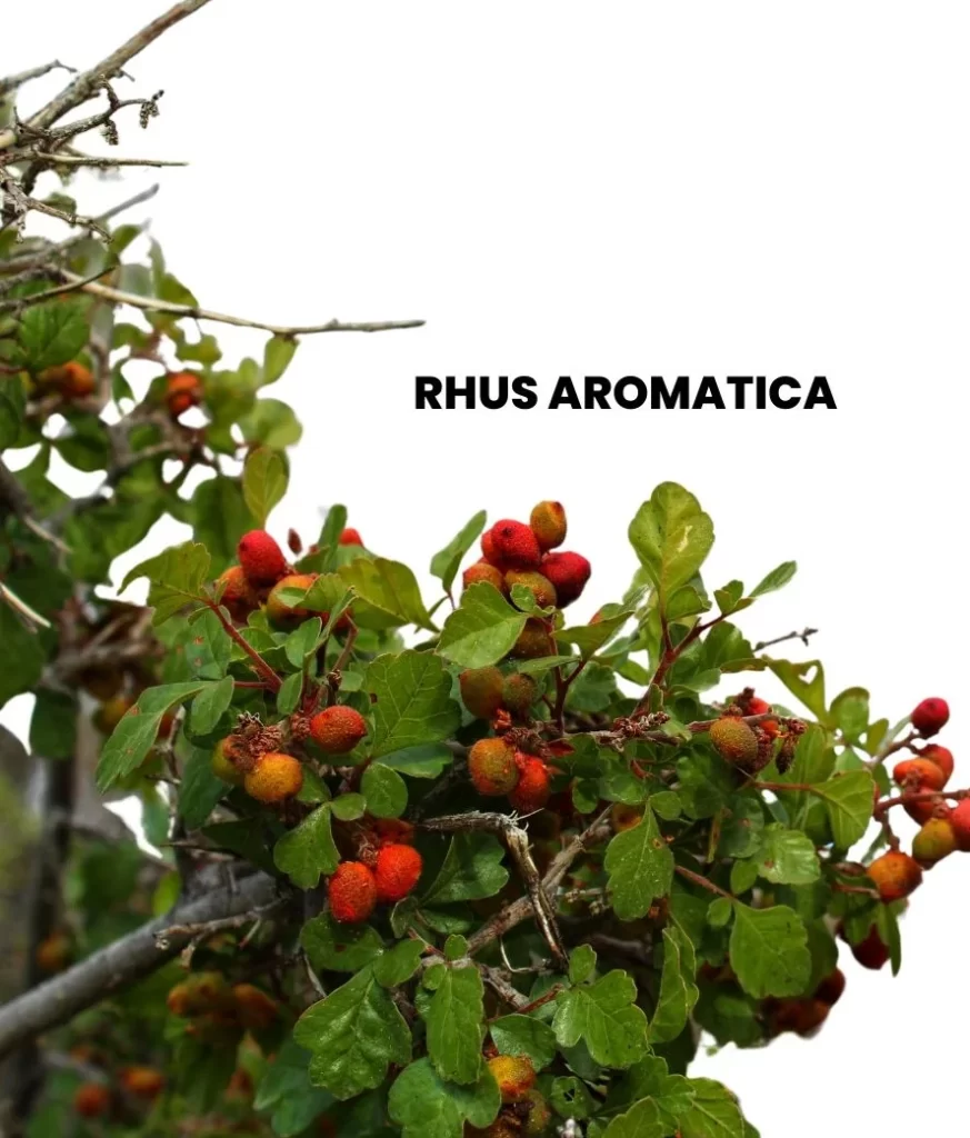 RHUS AROMATICA