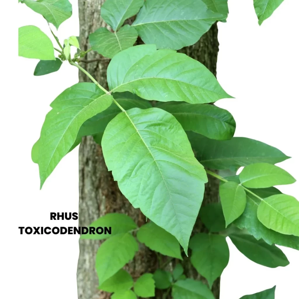 RHUS TOXICODENDRON