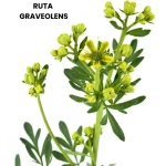 RUTA GRAVEOLENS