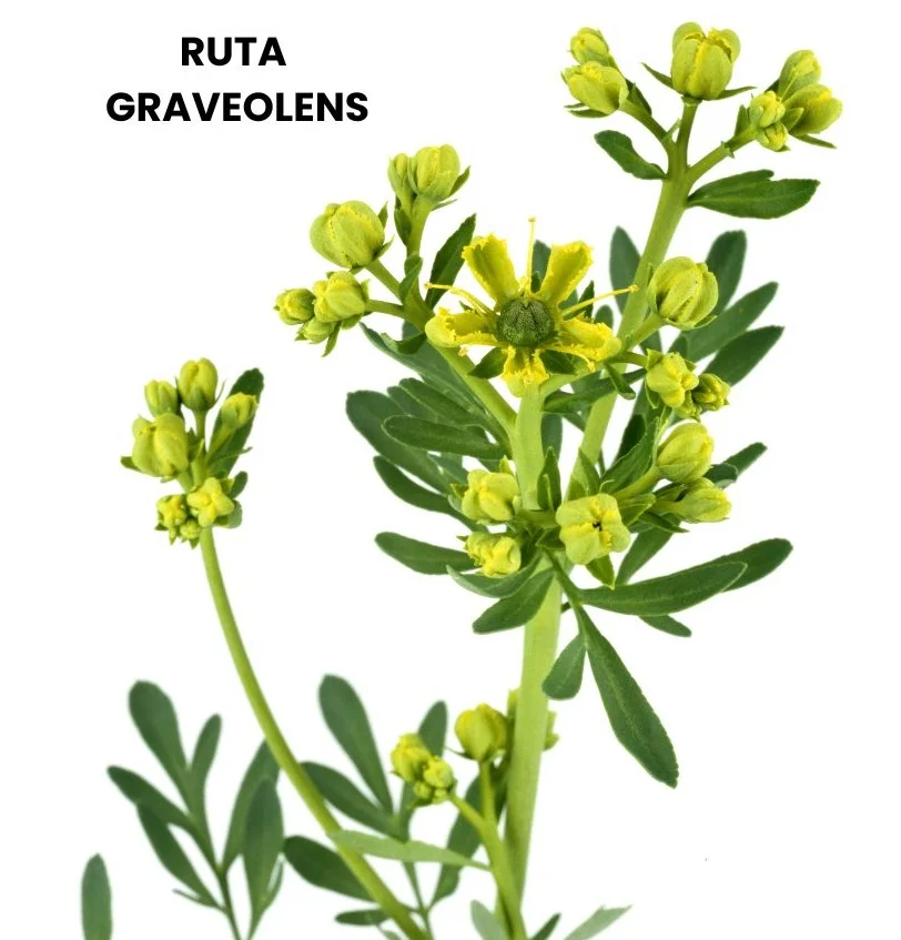 RUTA GRAVEOLENS