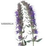 SABADILLA