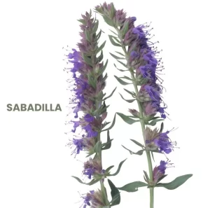 SABADILLA