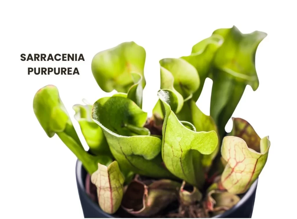 SARRACENIA PURPUREA