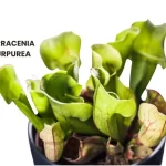 SARRACENIA PURPUREA