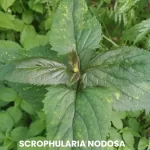 SCROPHULARIA NODOSA