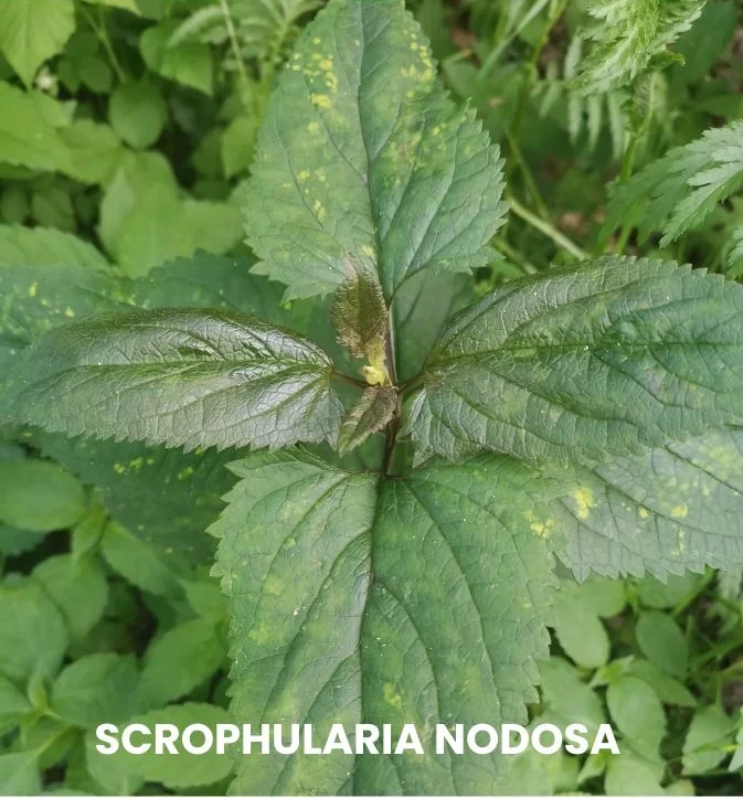 SCROPHULARIA NODOSA