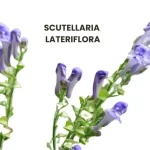 SCUTELLARIA LATERIFLORA