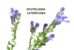 SCUTELLARIA LATERIFLORA