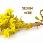 SEDUM ACRE