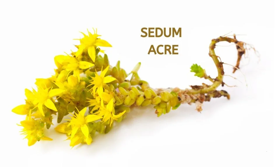 SEDUM ACRE