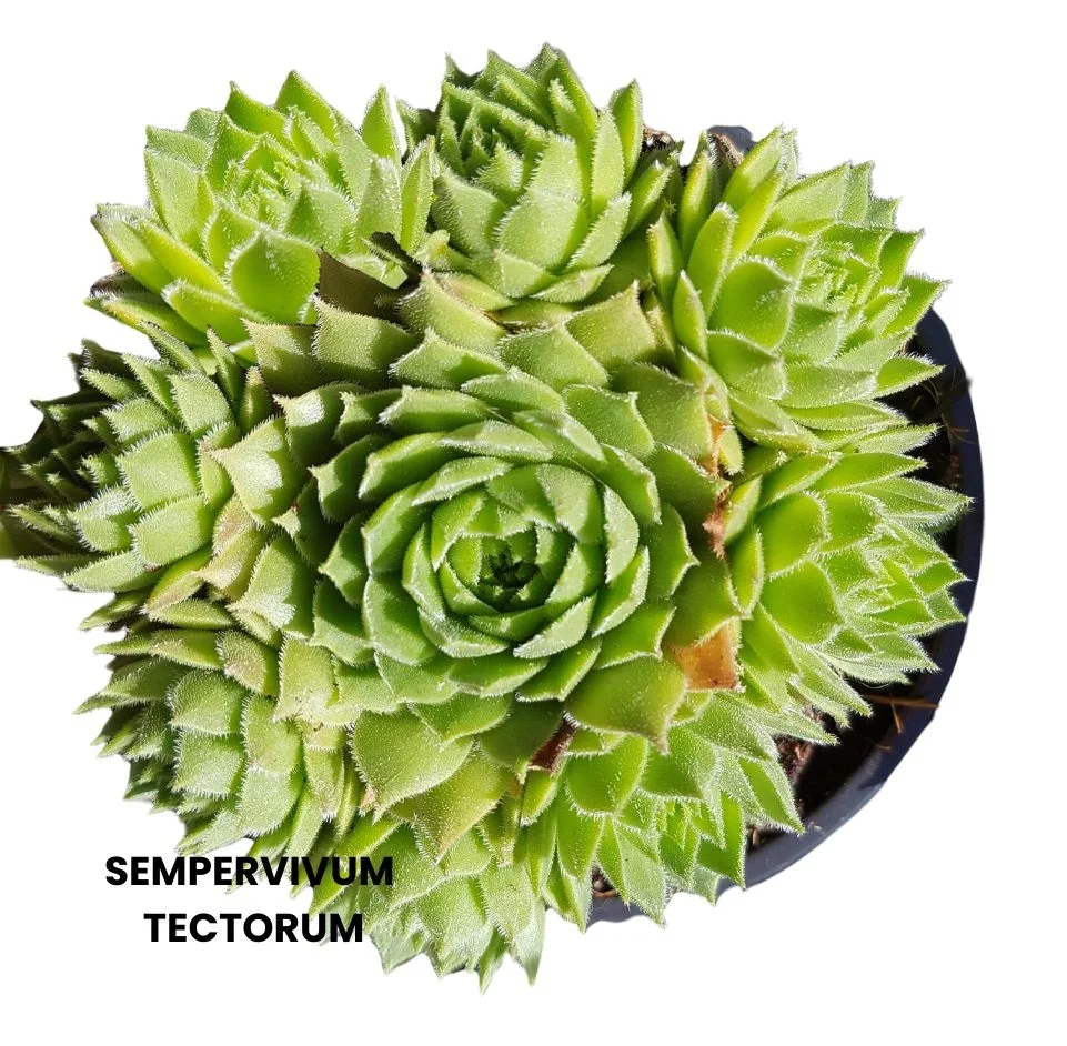 SEMPERVIVUM TECTORUM