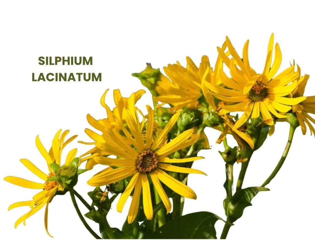 SILPHIUM LACINATUM