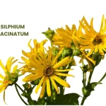 SILPHIUM LACINATUM