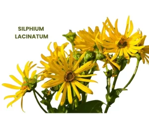 SILPHIUM LACINATUM