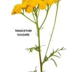 TANACETUM VULGARE