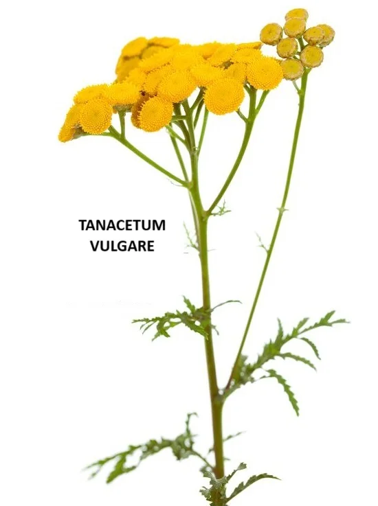 TANACETUM VULGARE