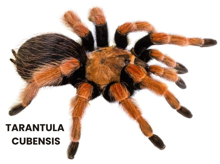 TARANTULA CUBENSIS