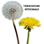 TARAXACUM OFFICINALE