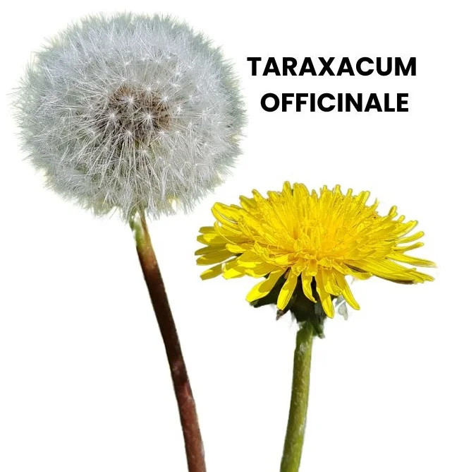 TARAXACUM OFFICINALE