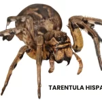 TARENTULA HISPANICA