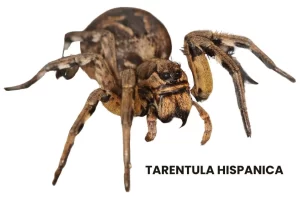 TARENTULA HISPANICA